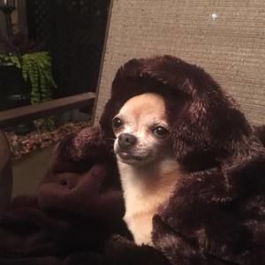 Meet your Posher, Deanna